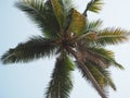 View of the coconut tree from the bottom up. Concept of vacation and tropical places Royalty Free Stock Photo