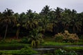 View of coconut tree plantation along the Bharathappuzha River also known as Nila or Ponnani River, Pollachi, Tamil Nadu, India