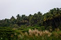 View of coconut tree plantation along the Bharathappuzha River also known as Nila or Ponnani River, Pollachi, Tamil Nadu, India