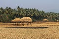 View of coconut trees and dry fields, India Royalty Free Stock Photo