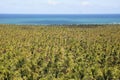 View of coconut trees on Gunga beach, Alagoas coast