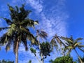 view of coconut trees lined up neatly