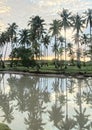 View of coconut trees in Tongke-Tongke East Sinjai Royalty Free Stock Photo