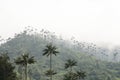 View of Cocora valley with Ceroxylon quindiuense, wax palms Royalty Free Stock Photo