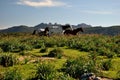 View of Codoleddu plateau and his horses Royalty Free Stock Photo