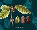 Liberica variety dark background