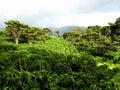 View of the coffee plantation Finca Lerida Panama