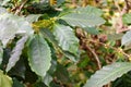 Leafes of coffe tree at coffee plantation in Minca - Farm coffee plantation in Colombia - Cafe culture Colombia-