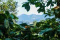 View from coffee plantation in Minca - Farm coffee plantation in Colombia - Cafe culture Colombia-