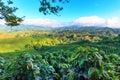 Beautiful coffee plants in morning time