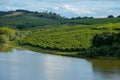 view of coffee producing field in Brazil Royalty Free Stock Photo