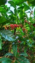 View of Coffee Trees With Red Coffee Beans