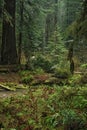 View on a cold rainforest Grayback campground at Siskiyou National forest