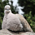 A view of a Collared Dove on a log Royalty Free Stock Photo