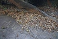 COLLECTION OF DRY LEAVES ON THE SAND AGAINST A PIECE OF WOOD