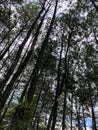 a view of a collection of several pine trees that stand firm