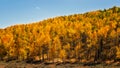 Colorful aspen trees explode in autumn colors in Rocky Mountains, Colorado, USA Royalty Free Stock Photo