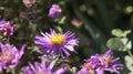 View of colorful asters and their magical beauty