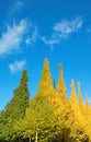 View of colorful Ginkgo trees along Icho Namiki Street from Meiji Jingu Gaien with yellow and green Ginkgo leaves in Autumn