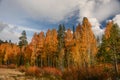 Colorful Aspens in Hope Valley