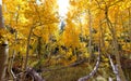 A view into a colorful grove of aspen trees