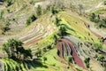 Colorful layers of paddy fields, Laohuzui Rice Terraces, Yuanyang, Yunnan Province, China Royalty Free Stock Photo