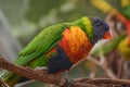 Colorful Lorikeets Perched on a Branch Royalty Free Stock Photo