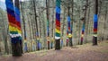View of colorful painted tree trunks at Oma forest in Basque Country