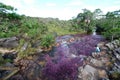 A view of the colorful plants in the CaÃÂ±o Cristales river Royalty Free Stock Photo