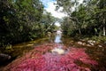 A view of the colorful plants in the CaÃÂ±o Cristales river Royalty Free Stock Photo