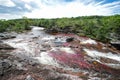 A view of the colorful plants in the CaÃÂ±o Cristales river Royalty Free Stock Photo