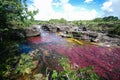 A view of the colorful plants in the CaÃÂ±o Cristales river Royalty Free Stock Photo