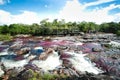 A view of the colorful plants in the CaÃÂ±o Cristales river Royalty Free Stock Photo