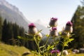 View of a colorful thistle over the Carnic Alps