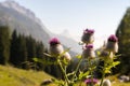 View of a colorful thistle over the Carnic Alps