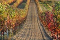 View on colorful vineyards of Langhe Roero Monferrato, UNESCO World Heritage in Piedmont, Italy. in autumn season Royalty Free Stock Photo