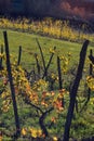 View on colorful vineyards of Langhe Roero Monferrato, UNESCO World Heritage in Piedmont, Italy in autumn season Royalty Free Stock Photo