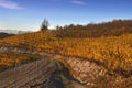 View on colorful vineyards of Langhe Roero Monferrato, UNESCO World Heritage in Piedmont, Italy in autumn season Royalty Free Stock Photo