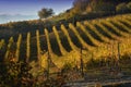 View on colorful vineyards of Langhe Roero Monferrato, UNESCO World Heritage in Piedmont, Italy in autumn season Royalty Free Stock Photo