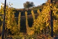 View on colorful vineyards of Langhe Roero Monferrato, UNESCO World Heritage in Piedmont, Italy in autumn season Royalty Free Stock Photo