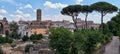 View of Colosseum through Pine trees, Rome, Italy Royalty Free Stock Photo