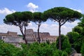 View of Colosseum through Pine trees, Rome, Italy Royalty Free Stock Photo