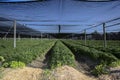 A view of commercially grown Ginseng