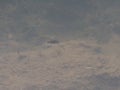 Common backswimmer Notonecta glauca swimming on the water surface in a pond