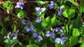 View of Common Blue Violet, Viola sororia