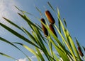 Common bulrush Typha latifolia against a blue sky Royalty Free Stock Photo