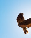 View of a common eagle of patagonia argentina