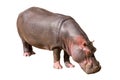 Common hippopotamus isolated on white background