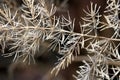 FINELY TEXTURED DRY FADED FOLIAGE ON A STEM