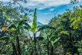 View of Concepcion Volcano from the rainforest in Ometepe Nicaragua Royalty Free Stock Photo